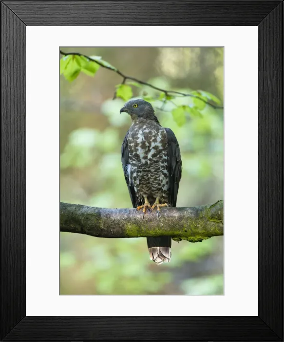 Framed Print : P2A0816. Western Honey Buzzard - male perched on a branch, Germany Date: 11-Feb-19 Framed Print : P2A0816. Western Honey Buzzard - male perched on a branch, Germany Date: 11-Feb-19