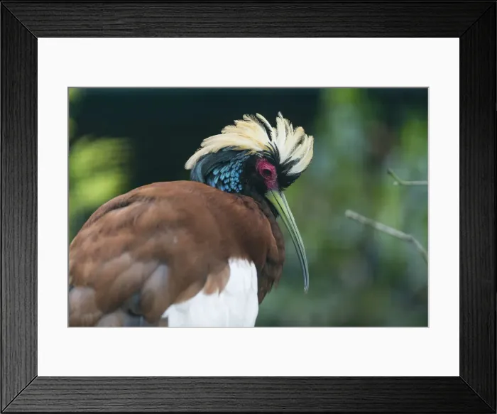 Framed Print : P2A0968. Madagascar Crested Ibis - portrait of male Date: 11-Feb-19 Framed Print : P2A0968. Madagascar Crested Ibis - portrait of male Date: 11-Feb-19