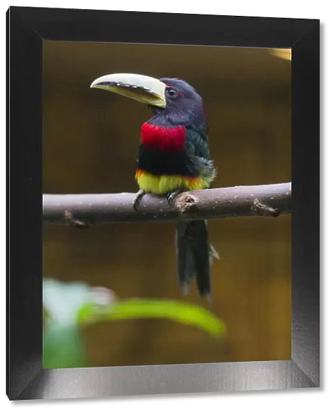 P2A1015. Ivory - billed Aracari - native to South America, perched on branch Date