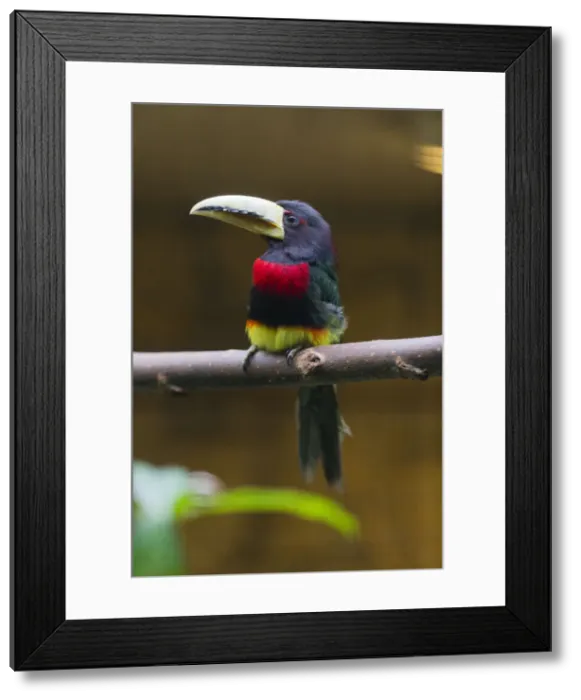 Framed Print : P2A1015. Ivory - billed Aracari - native to South America, perched on branch Date Framed Print : P2A1015. Ivory - billed Aracari - native to South America, perched on branch Date
