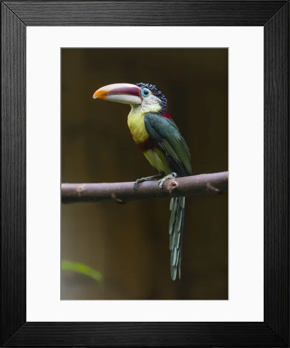 Framed Print : P2A1031. Curl - crested Aracari - native to the Amazon basin, perched on branch Date Framed Print : P2A1031. Curl - crested Aracari - native to the Amazon basin, perched on branch Date