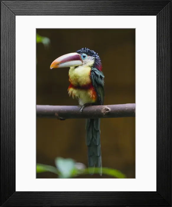 Framed Print : P2A1059. Curl - crested Aracari - native to the Amazon basin, perched on branch Date Framed Print : P2A1059. Curl - crested Aracari - native to the Amazon basin, perched on branch Date