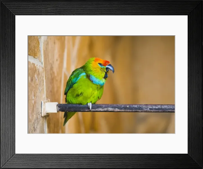 Framed Print : P2A1350. Desmaret's Fig - Parrot - native of New Guinea Date: 11-Feb-19 Framed Print : P2A1350. Desmaret's Fig - Parrot - native of New Guinea Date: 11-Feb-19