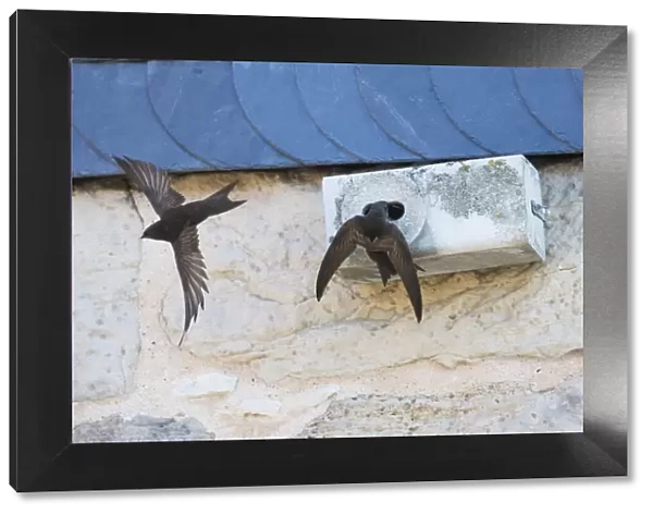 P2A1434. Common Swift - pair in front of artificial nesting box, Hessen Germany Date
