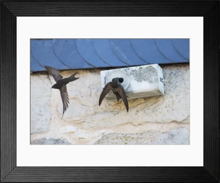 Framed Print : P2A1434. Common Swift - pair in front of artificial nesting box, Hessen Germany Date Framed Print : P2A1434. Common Swift - pair in front of artificial nesting box, Hessen Germany Date