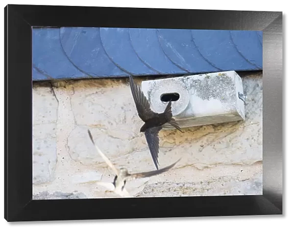 P2A1438. Common Swift - flying in front of artificial nesting box, Hessen Germany Date