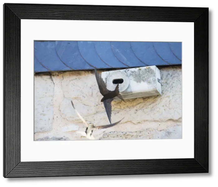 Framed Print : P2A1438. Common Swift - flying in front of artificial nesting box, Hessen Germany Date Framed Print : P2A1438. Common Swift - flying in front of artificial nesting box, Hessen Germany Date