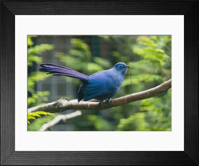 Framed Print : P2A1490. Blue Coua - with nest material in beak, native of Madagascar Date: 11-Feb-19 Framed Print : P2A1490. Blue Coua - with nest material in beak, native of Madagascar Date: 11-Feb-19