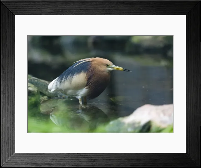 Framed Print : P2A1521. Javan pond-Heron - stalking fish in pond, native of Indochina Date: 11-Feb-19 Framed Print : P2A1521. Javan pond-Heron - stalking fish in pond, native of Indochina Date: 11-Feb-19