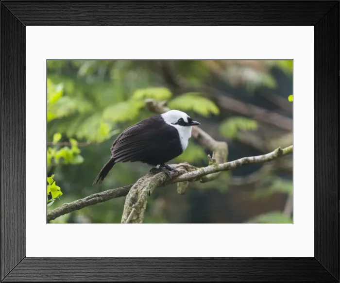 Framed Print : P2A1541. Sumatran Laughingthrush - perched on branch, native of Sumatra Date: 11-Feb-19 Framed Print : P2A1541. Sumatran Laughingthrush - perched on branch, native of Sumatra Date: 11-Feb-19