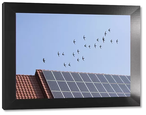 P2A1578. Common Swift - flock flying over house roof with solar panels