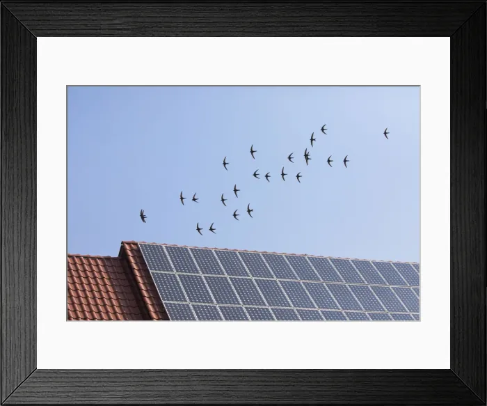 Framed Print : P2A1578. Common Swift - flock flying over house roof with solar panels Framed Print : P2A1578. Common Swift - flock flying over house roof with solar panels