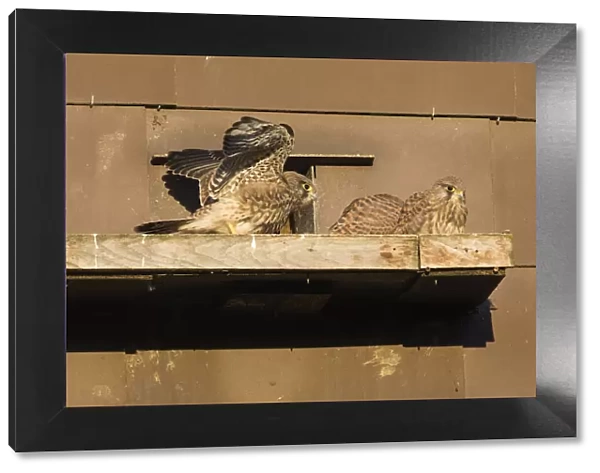 P2A1623. Kestrel  /  Common Kestrel - fledglings sitting in front of nestbox