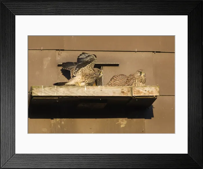 Framed Print : P2A1623. Kestrel / Common Kestrel - fledglings sitting in front of nestbox Framed Print : P2A1623. Kestrel / Common Kestrel - fledglings sitting in front of nestbox