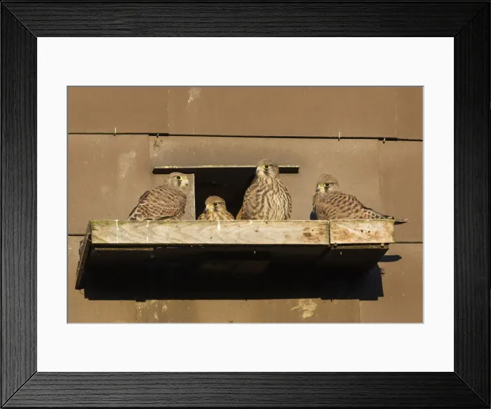 Framed Print : P2A1645. Kestrel / Common Kestrel - fledglings sitting in front of nestbox Framed Print : P2A1645. Kestrel / Common Kestrel - fledglings sitting in front of nestbox