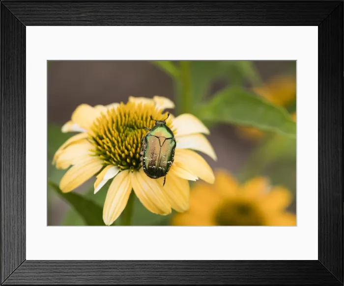 Framed Print : P2A1797. Rose Chafer - on garden flower, North Hessen, Germany Date: 11-Feb-19 Framed Print : P2A1797. Rose Chafer - on garden flower, North Hessen, Germany Date: 11-Feb-19