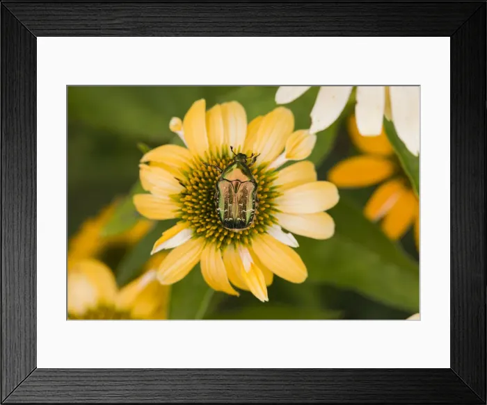 Framed Print : P2A1798. Rose Chafer - on garden flower, North Hessen, Germany Date: 11-Feb-19 Framed Print : P2A1798. Rose Chafer - on garden flower, North Hessen, Germany Date: 11-Feb-19