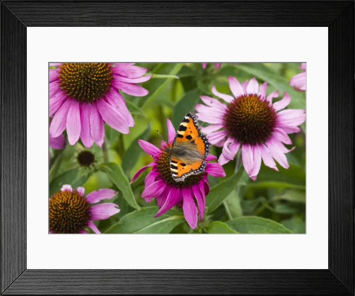 Framed Print : P2A1799. Small Tortoiseshell Butterfly - feeding on Rudbekia flowers in garden Framed Print : P2A1799. Small Tortoiseshell Butterfly - feeding on Rudbekia flowers in garden