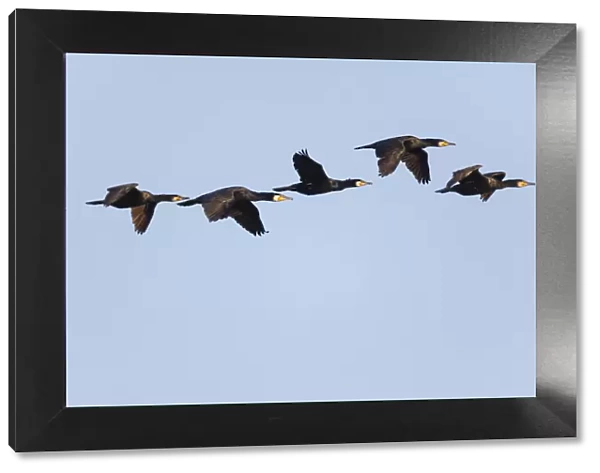 P2A1823. Cormorant - 5 birds in flight, Island of Texel, Holland Date: 11-Feb-19