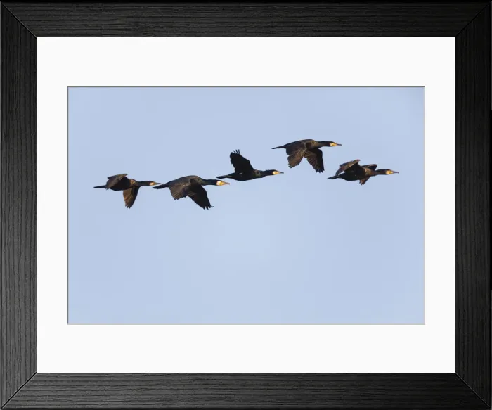 Framed Print : P2A1823. Cormorant - 5 birds in flight, Island of Texel, Holland Date: 11-Feb-19 Framed Print : P2A1823. Cormorant - 5 birds in flight, Island of Texel, Holland Date: 11-Feb-19