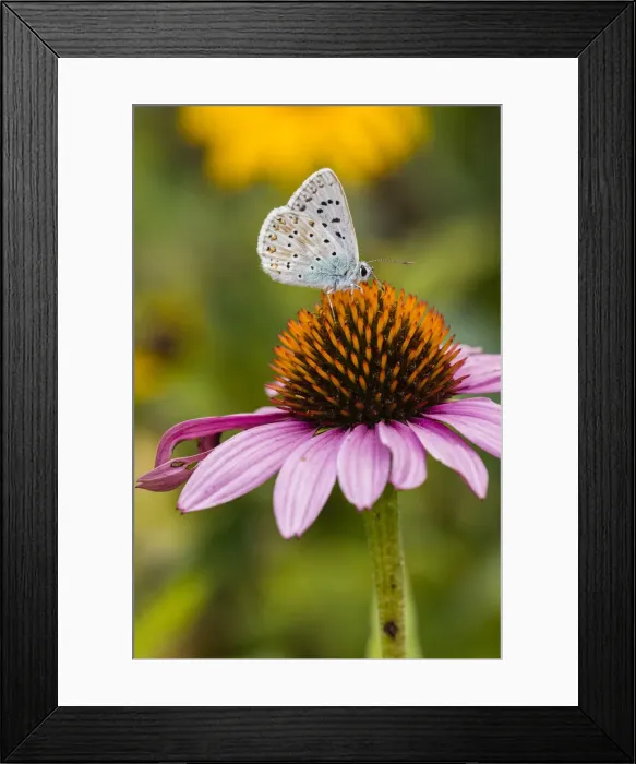 Framed Print : P2A1837. Common Blue - male butterfly feeding on Rudbekia flowers in garden Framed Print : P2A1837. Common Blue - male butterfly feeding on Rudbekia flowers in garden