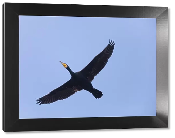 P2A1853. Cormorant - in flight, Island of Texel, Holland Date: 11-Feb-19