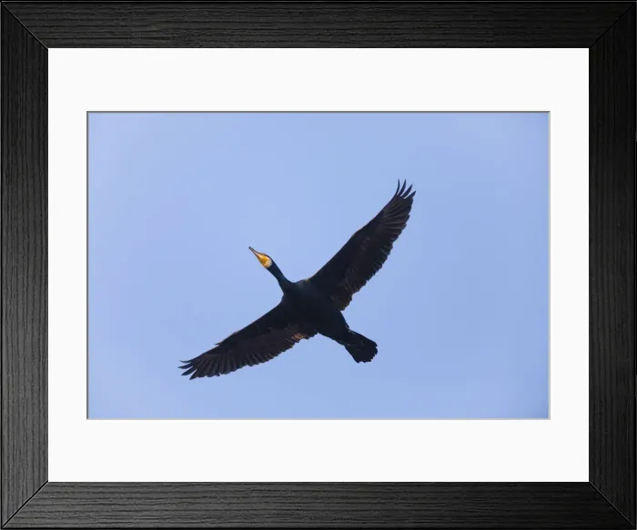 Framed Print : P2A1853. Cormorant - in flight, Island of Texel, Holland Date: 11-Feb-19 Framed Print : P2A1853. Cormorant - in flight, Island of Texel, Holland Date: 11-Feb-19