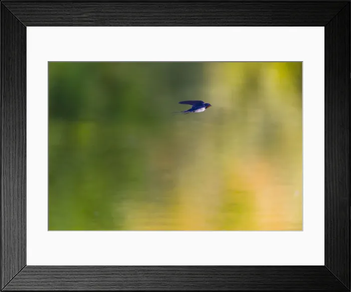Framed Print : P2A1921. Barn Swallow - flying over lake, North Hessen, Germany Date: 11-Feb-19 Framed Print : P2A1921. Barn Swallow - flying over lake, North Hessen, Germany Date: 11-Feb-19
