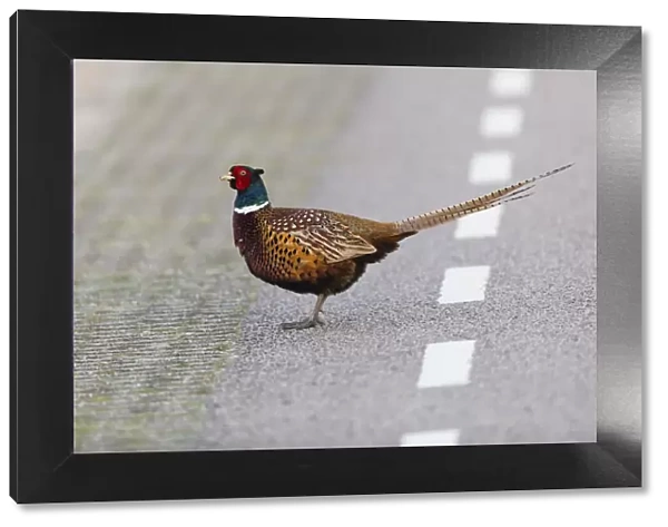 P2A1931. Common Pheasant - Cock walking across road, Island of Texel, The Netherlands Date
