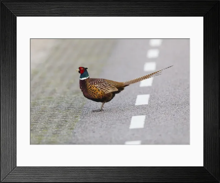 Framed Print : P2A1931. Common Pheasant - Cock walking across road, Island of Texel, The Netherlands Date Framed Print : P2A1931. Common Pheasant - Cock walking across road, Island of Texel, The Netherlands Date