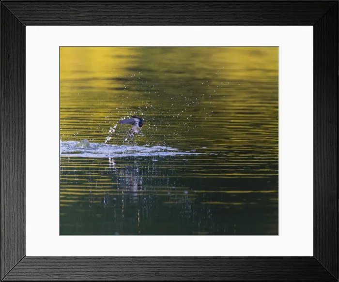 Framed Print : P2A1956. Barn Swallow - emerging from lake after taking a bath, North Hessen, Germany Date Framed Print : P2A1956. Barn Swallow - emerging from lake after taking a bath, North Hessen, Germany Date