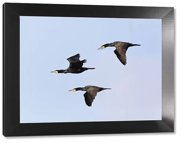 P2A1999. Cormorant - 3 birds in flight, Island of Texel, Holland Date: 11-Feb-19