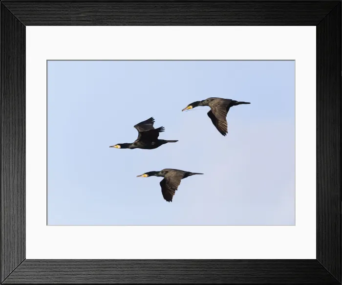 Framed Print : P2A1999. Cormorant - 3 birds in flight, Island of Texel, Holland Date: 11-Feb-19 Framed Print : P2A1999. Cormorant - 3 birds in flight, Island of Texel, Holland Date: 11-Feb-19