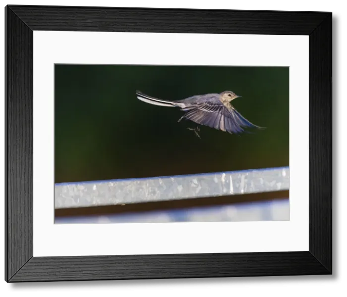 Framed Print : P2A2043. White Wagtail - juvenile in flight, taking off Framed Print : P2A2043. White Wagtail - juvenile in flight, taking off