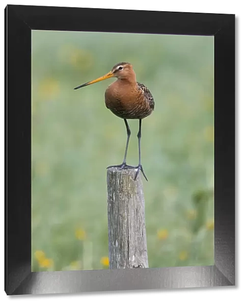 P2A2079. Bar - tailed Godwit - perched on post, Island of Texel, The Netherlands Date