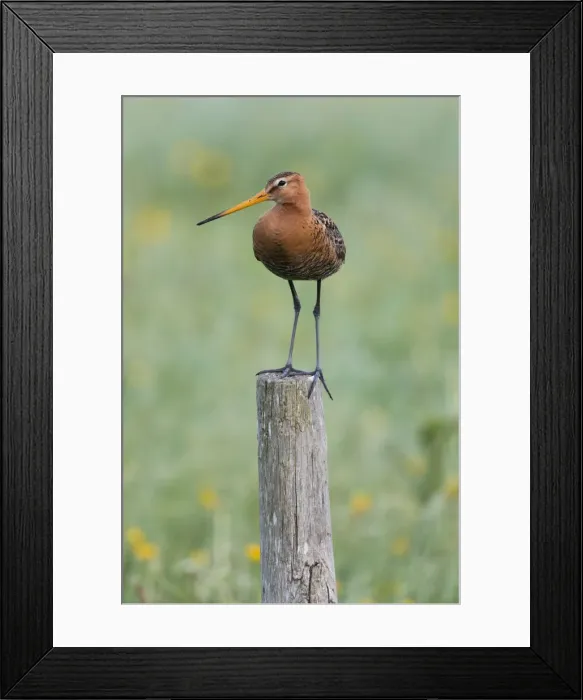 Framed Print : P2A2079. Bar - tailed Godwit - perched on post, Island of Texel, The Netherlands Date Framed Print : P2A2079. Bar - tailed Godwit - perched on post, Island of Texel, The Netherlands Date