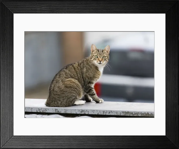 Framed Print : P2A2171. Domestic Cat - sitting on garage roof, alert, North Hessen, Germany Date