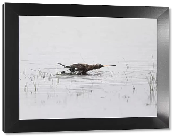 P2A2643. Black - tailed Godwit - taking a bath in a lagoon