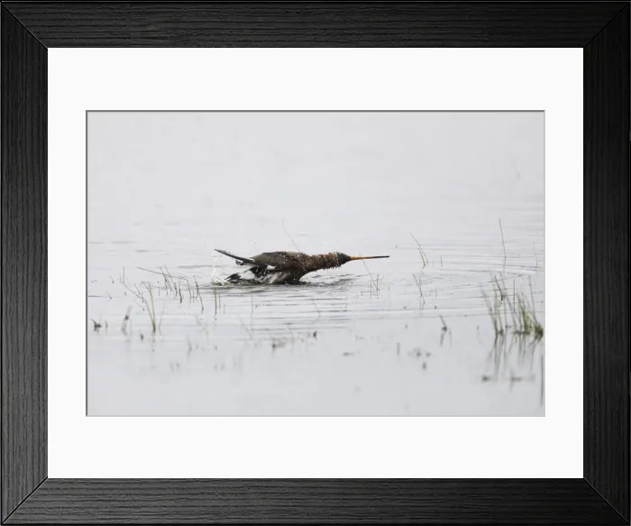 Framed Print : P2A2643. Black - tailed Godwit - taking a bath in a lagoon Framed Print : P2A2643. Black - tailed Godwit - taking a bath in a lagoon