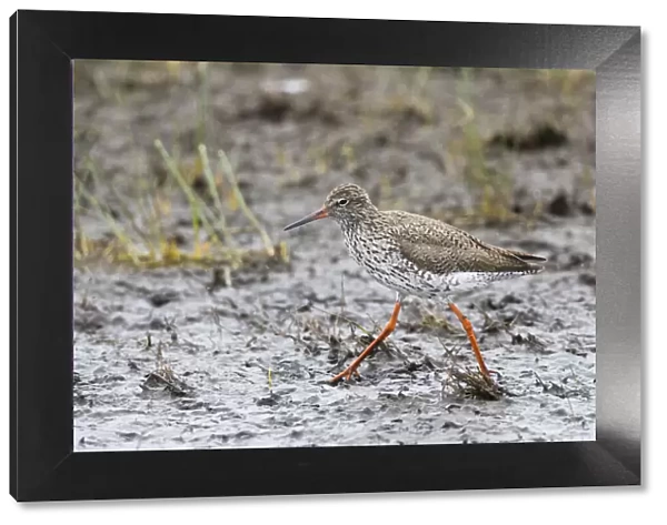 P2A2661. Redshank - walking across mudflats, foraging for food