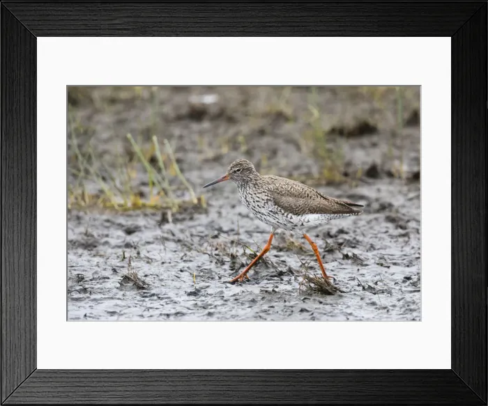Framed Print : P2A2661. Redshank - walking across mudflats, foraging for food Framed Print : P2A2661. Redshank - walking across mudflats, foraging for food