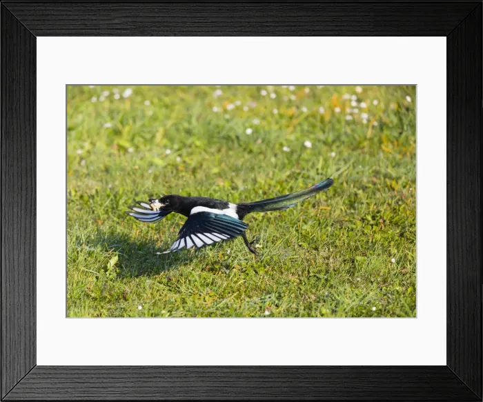 Framed Print : P2A4023. European Magpie - in flight taking off Framed Print : P2A4023. European Magpie - in flight taking off