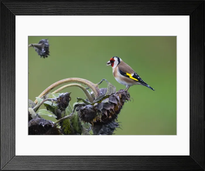Framed Print : P2A4275. Goldfinch - feeding on sunflower seeds, North Hessen, Germany Date: 11-Feb-19 Framed Print : P2A4275. Goldfinch - feeding on sunflower seeds, North Hessen, Germany Date: 11-Feb-19