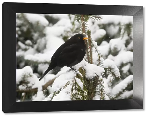 P2A4313. Blackbird - male perched in snow covered fir tree