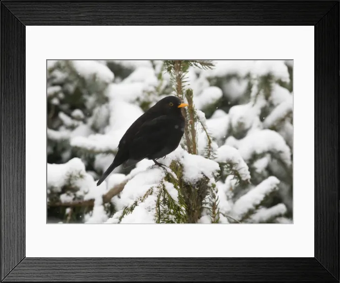 Framed Print : P2A4313. Blackbird - male perched in snow covered fir tree Framed Print : P2A4313. Blackbird - male perched in snow covered fir tree