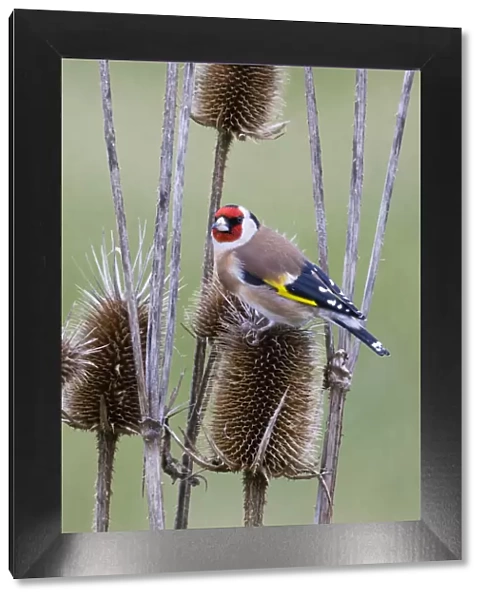 P2A4557. Goldfinch - feeding on teasel seeds, North Hessen, Germany Date: 11-Feb-19