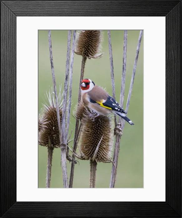 Framed Print : P2A4557. Goldfinch - feeding on teasel seeds, North Hessen, Germany Date: 11-Feb-19 Framed Print : P2A4557. Goldfinch - feeding on teasel seeds, North Hessen, Germany Date: 11-Feb-19