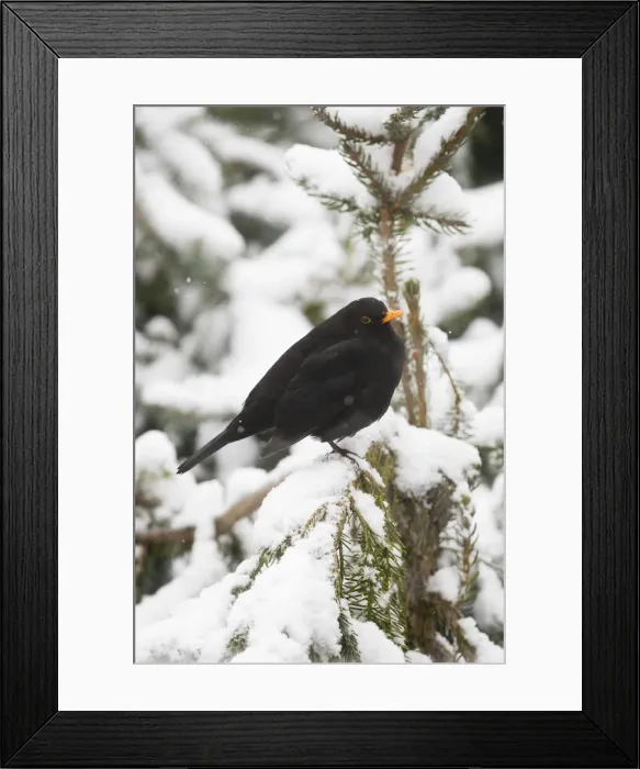 Framed Print : P2A4333. Blackbird - male perched in snow covered fir tree Framed Print : P2A4333. Blackbird - male perched in snow covered fir tree