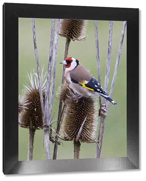 P2A4563. Goldfinch - feeding on teasel seeds, North Hessen, Germany Date: 11-Feb-19