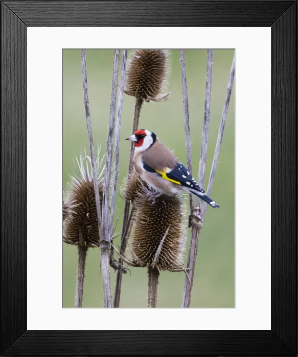Framed Print : P2A4563. Goldfinch - feeding on teasel seeds, North Hessen, Germany Date: 11-Feb-19 Framed Print : P2A4563. Goldfinch - feeding on teasel seeds, North Hessen, Germany Date: 11-Feb-19